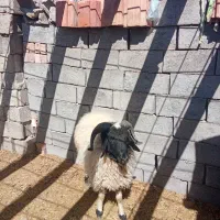 گوسفندبره نر