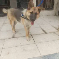 سگ ژرمن شپرد ماده هشت ماهه