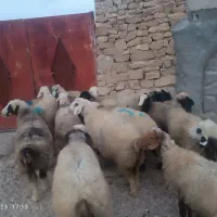 میش بره دار و آبستن گلون گرم|حیوانات مزرعه|شیراز, شهرک والفجر|دیوار