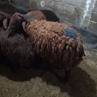 بره نر کشتاری چاق چاق