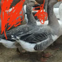 غاز نرماده سفید مشکی