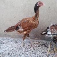 دوعددجوجه خروس لاری