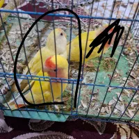 طوطی برزیلی