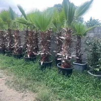 گل کاج شمشاد مهندس امیر|خدمات باغبانی و درختکاری|مشهد, امیریه|دیوار