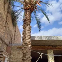 بریدن نخل|خدمات باغبانی و درختکاری|شادگان, |دیوار