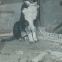 توله ماده قدرجونی هشت ماهه|سگ|فولادشهر, بوستان خلیج فارس|دیوار