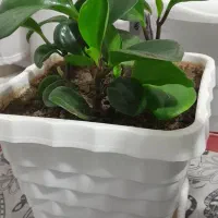 گل های زیبا|گل و گیاه طبیعی|مهاباد (آذربایجان غربی), |دیوار