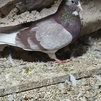 کبوتر زوردار