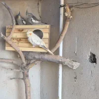 عروس هلندی|پرنده|ملکشاهی, |دیوار