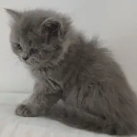 گربه پرشین برتیش لانگ هیر
