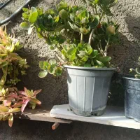 فروش گلهای زیبای آپارتمانی|گل و گیاه طبیعی|آزادشهر, |دیوار