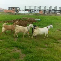 بزغاله ماده درجه یک