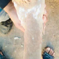 کبوتر|پرنده|تربت جام, میان جام|دیوار