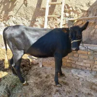 گوساله