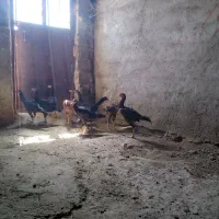 جوجه لاری