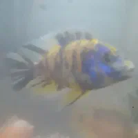 تعداد ۷ عدد ماهی گوشتخوار