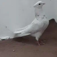 کبوتر کفتر طوقی کلفه نر