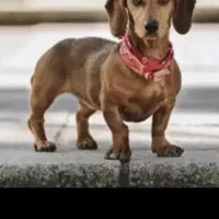 سگ داشهوند وارداتی