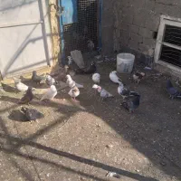 کفترفروشی|پرنده|آشتیان, |دیوار