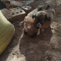 توله پاکوتاه