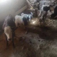 دوتا بیگ چاق