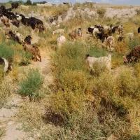 خریدبز وبزگاله گوشتی|حیوانات مزرعه|سراب, |دیوار