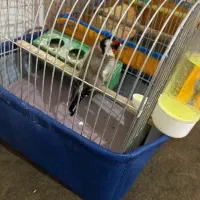 سهره|پرنده|پارسآباد, |دیوار