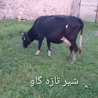 کره پنیر شیر دوغ ماست