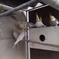 ۹عددعروس هلندی نروماده|پرنده|برخوار, |دیوار