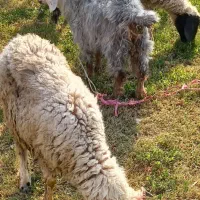 بره نروماده و بزغاله ماده