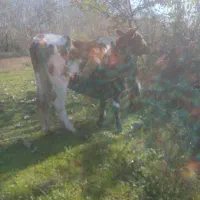 گاوباگوساله نر|حیوانات مزرعه|آستانه اشرفیه, |دیوار