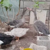 غاز و مرغابی