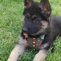 سگ ژرمن شپرد