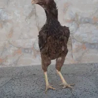 مرغ لاری افغان