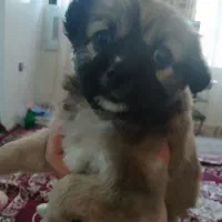 سگ شیتزو|سگ|ارومیه, |دیوار