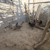 مرغ|پرنده|امیدیه, |دیوار