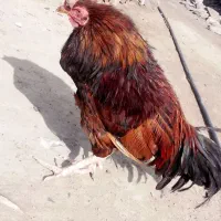 خروس چابهاریی