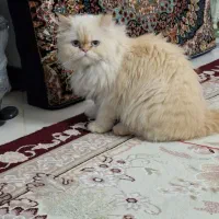 فروش گربه پرشین ماده 1 ساله