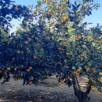 نارنگی روی درخت