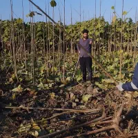 نهال پالونیا|خدمات باغبانی و درختکاری|گرگان, |دیوار
