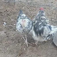 تخم مرغ نطفه دارگلین|حیوانات مزرعه|زاینده رود, |دیوار