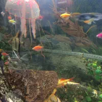 آکواریوم شیشه ای خم|ماهی|مشهد, موسوی قوچانی|دیوار