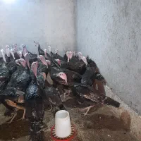 فروش بوقلمون
