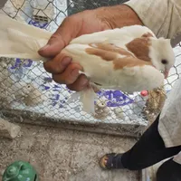 کبوتر|پرنده|اصفهان, ارزنان|دیوار