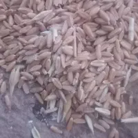 گندم دیم تمیز