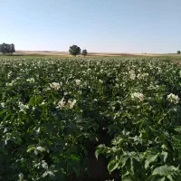 سیب زمینی بذری|عمدهفروشی|کوراییم, |دیوار