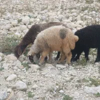 تعدادی میش بز وبره نر و میش بره دار جهت برکت