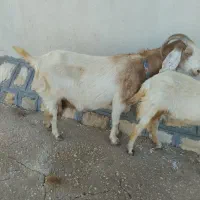 فروش بز