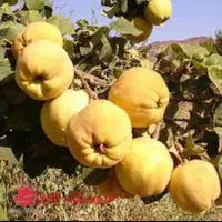 باغ چهار دیواری کامل مجهز منطقه خوش آب و هوا|فروش زمین و ملک کلنگی|نطنز, |دیوار