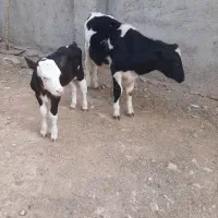 گوساله